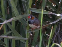Zebravink [Taeniopygia guttata]
